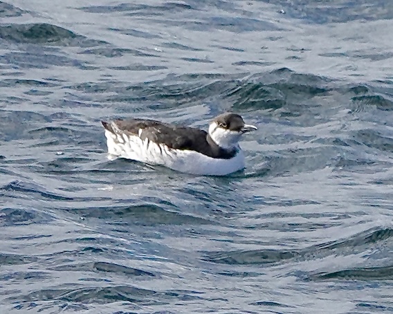 guillemot
